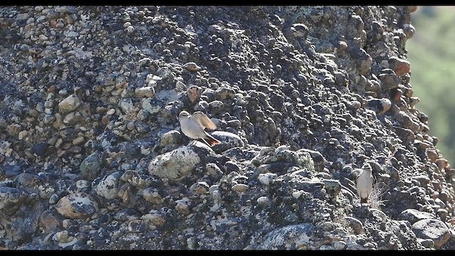 White-browed Ground-Tyrant - ML627147800