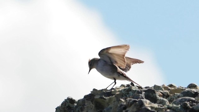 White-browed Ground-Tyrant - ML627147801