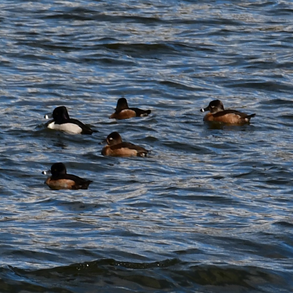 Ring-necked Duck - ML627147802