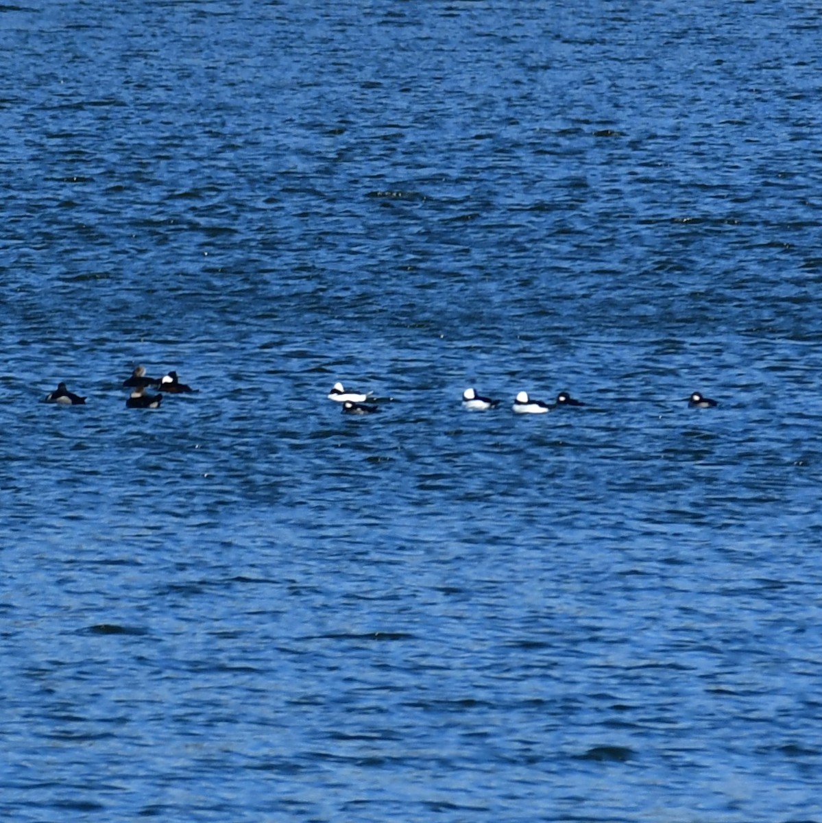 Bufflehead - ML627147810