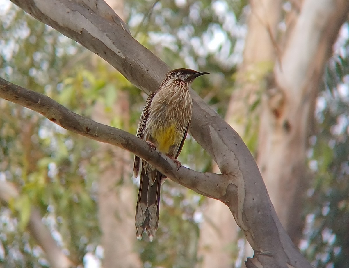 Red Wattlebird - ML627147816