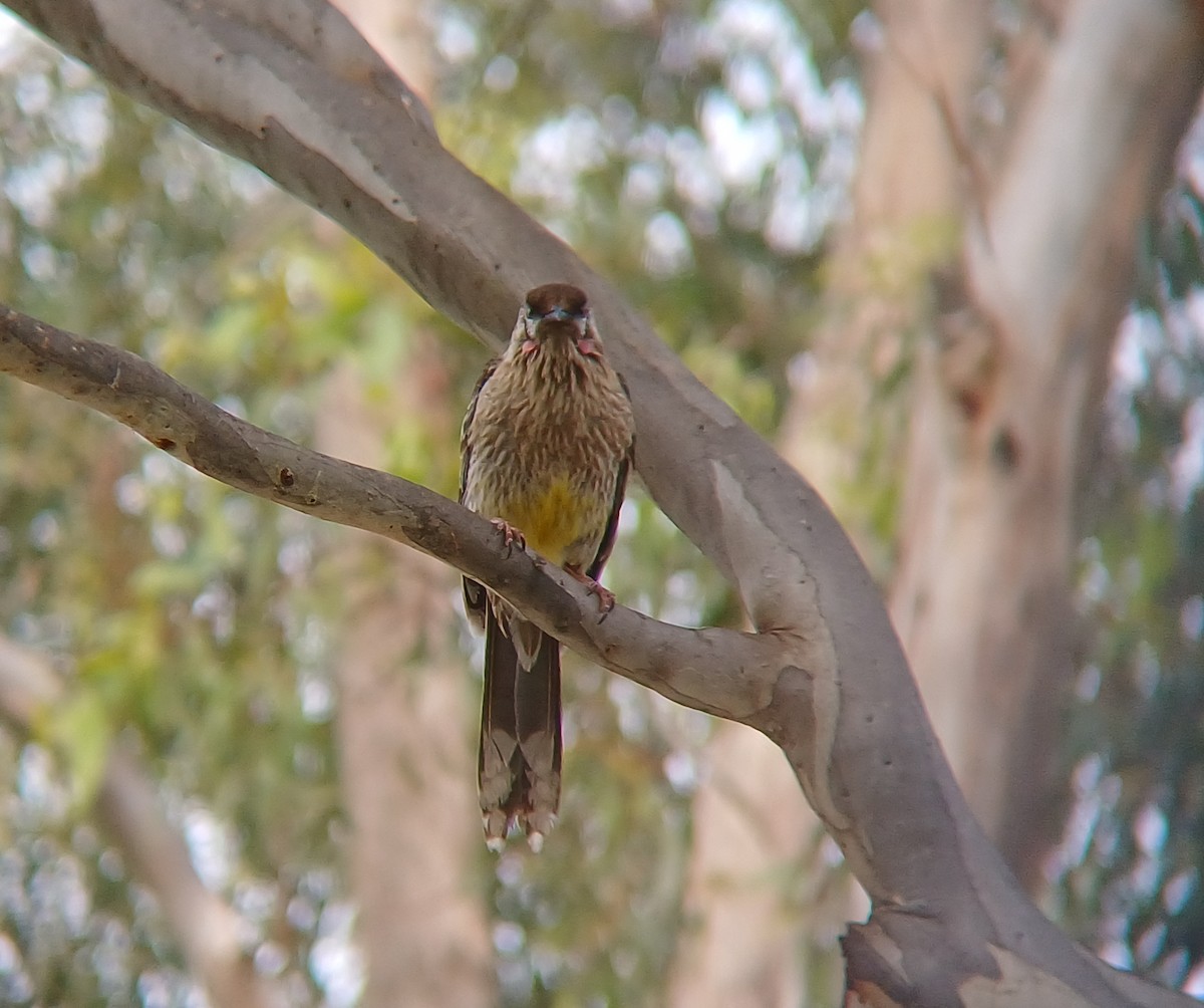 Red Wattlebird - ML627147817