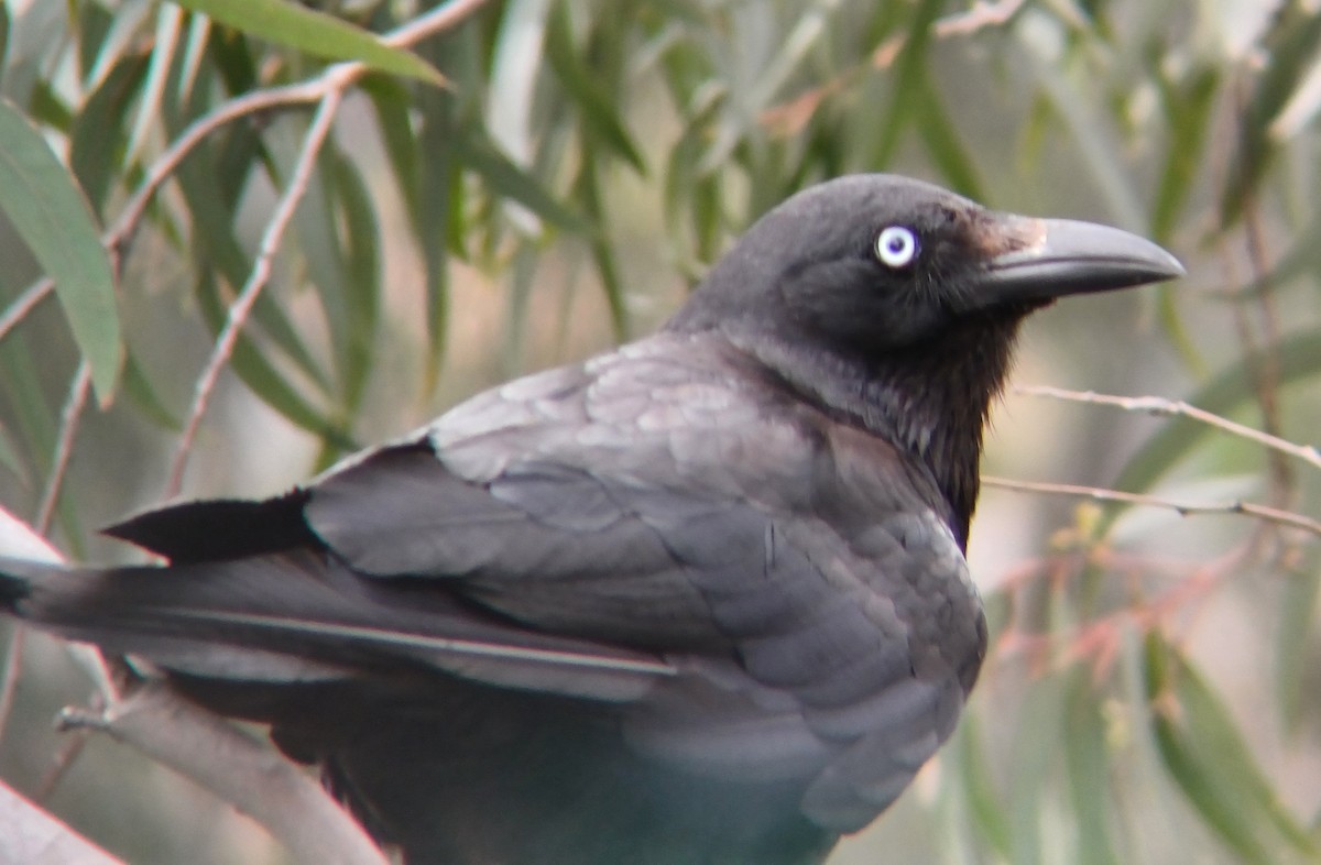 Little Raven - ML627147826