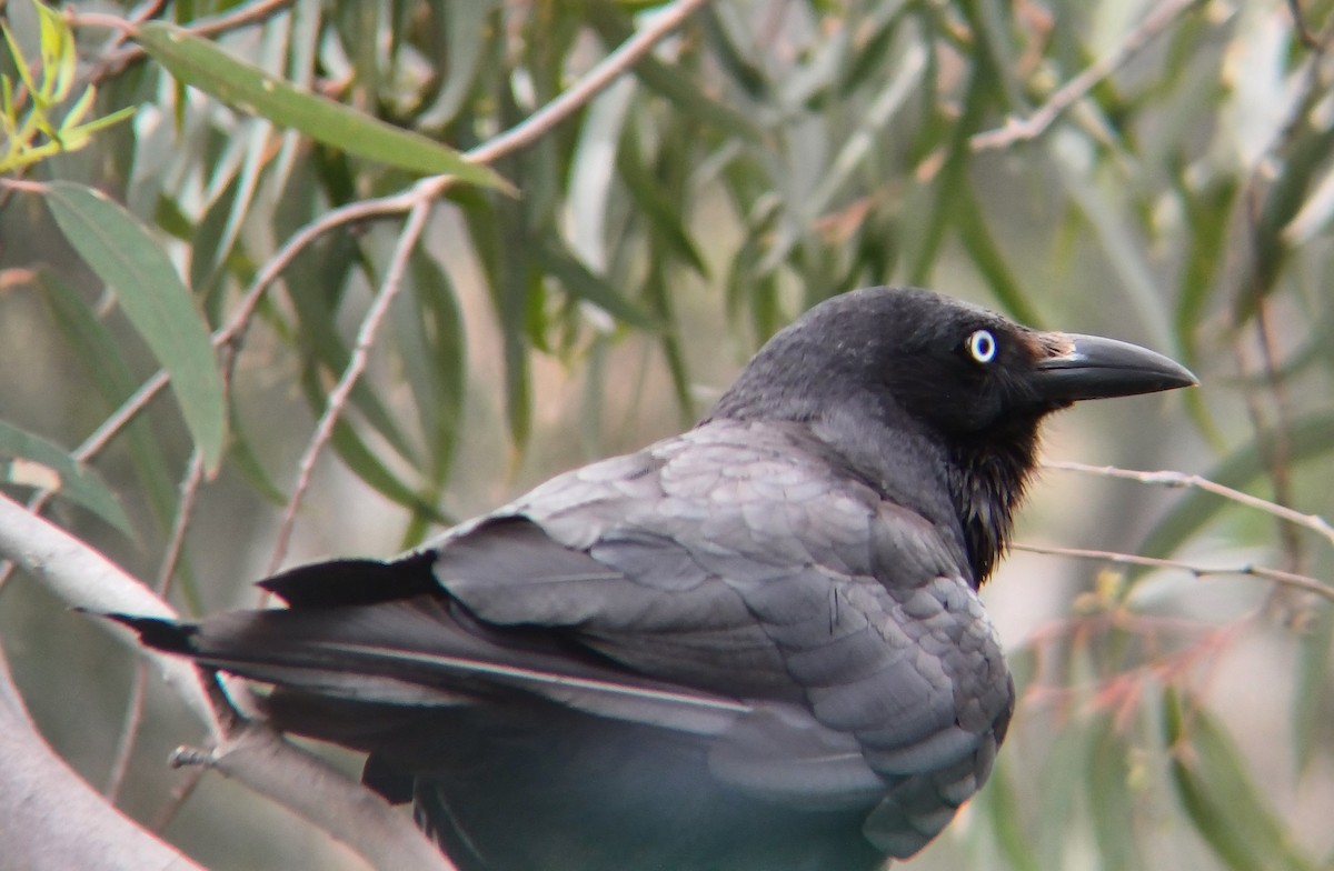 Little Raven - ML627147827