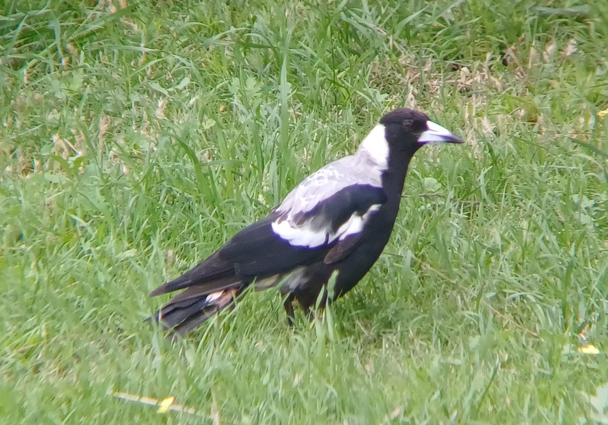 Australian Magpie - ML627147848