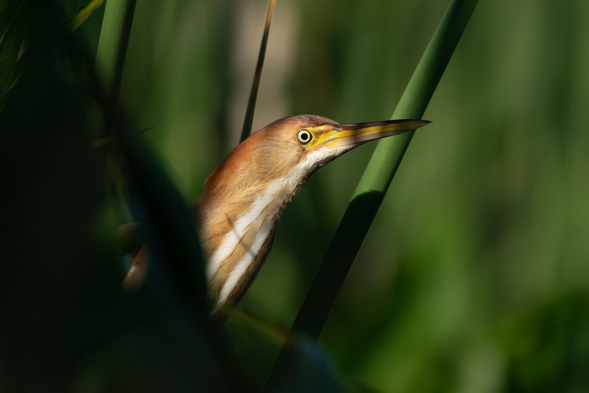 Least Bittern - ML627147885