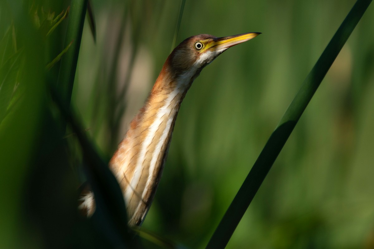 Least Bittern - ML627147892