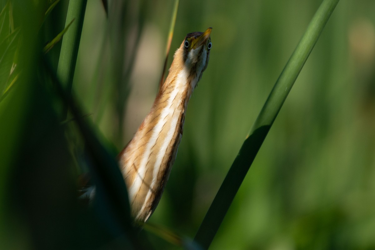 Least Bittern - ML627147922