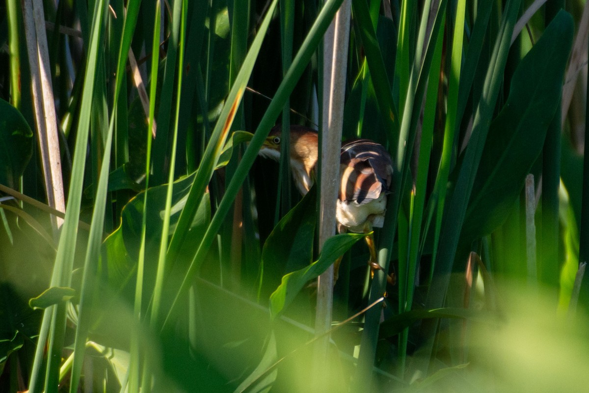 Least Bittern - ML627147944