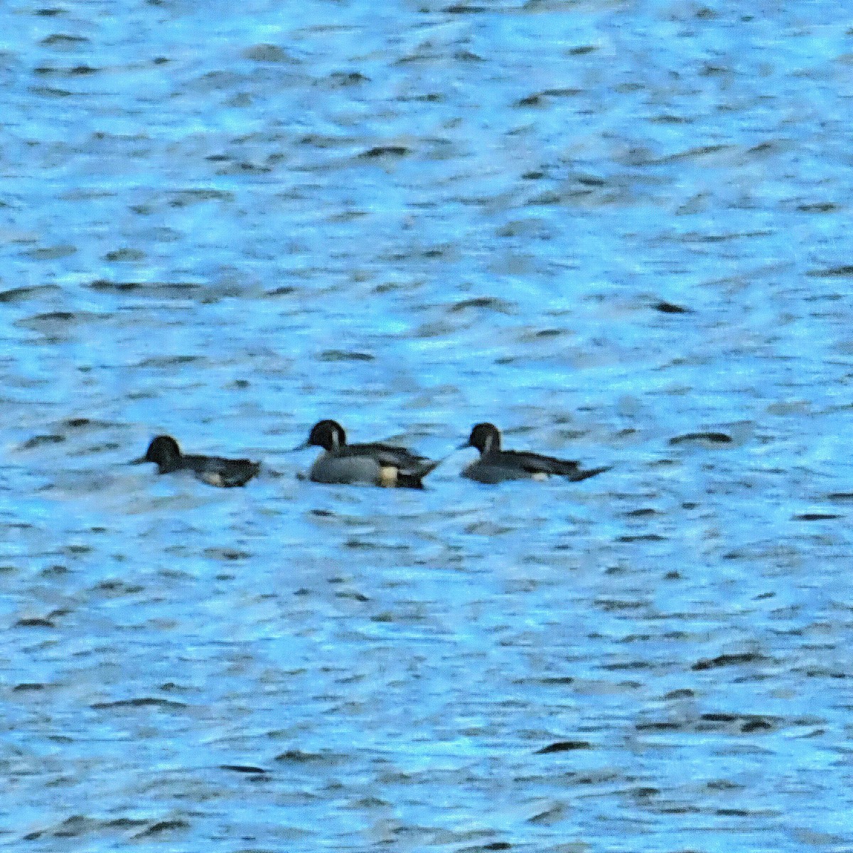 Northern Pintail - ML627148012