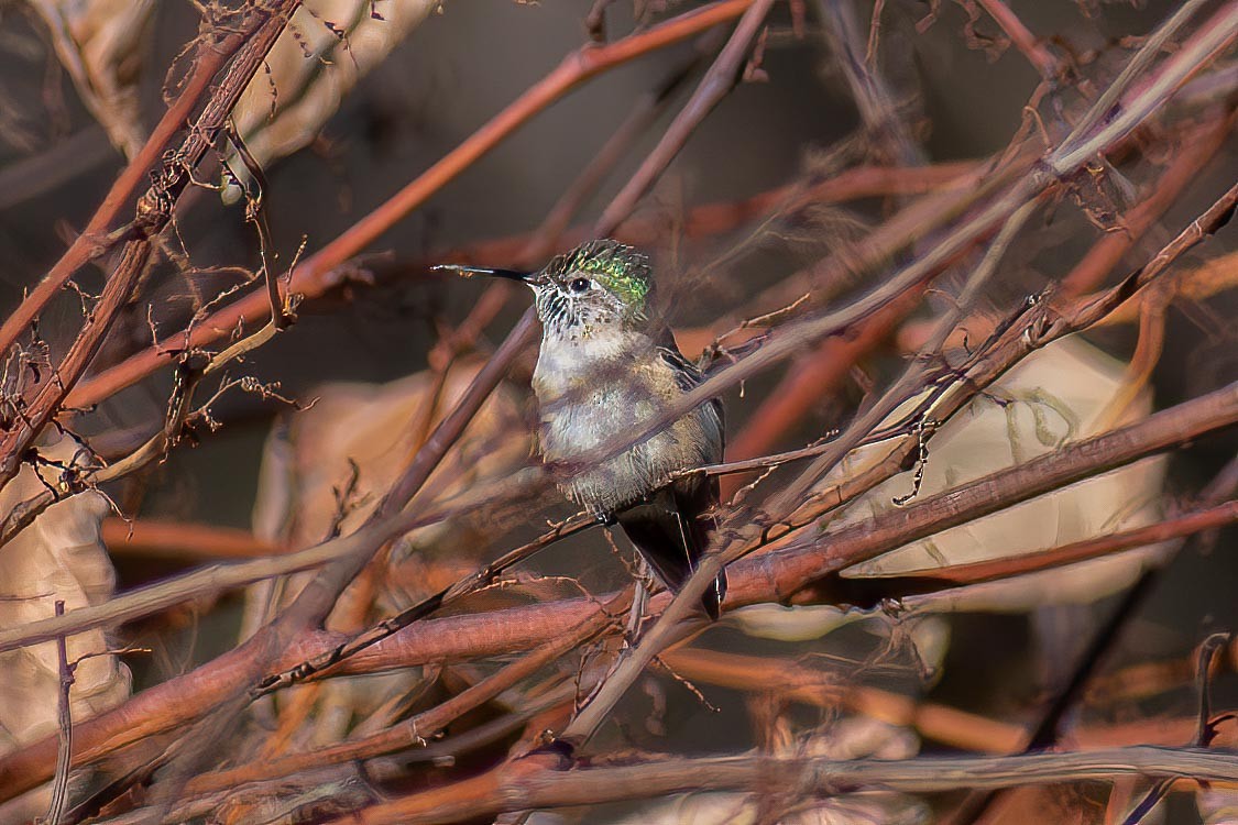 Calliope Hummingbird - ML627148029