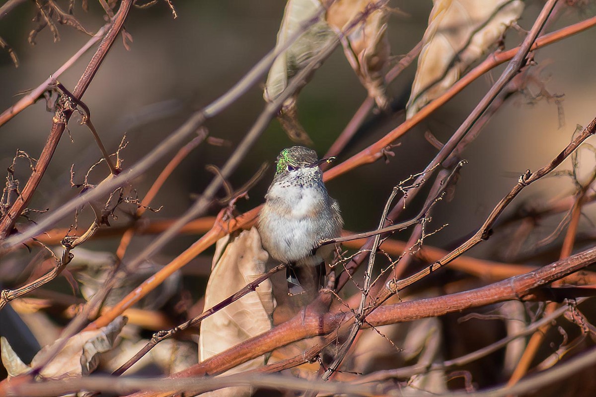 Calliope Hummingbird - ML627148030