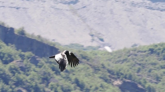 コンドル - ML627148032