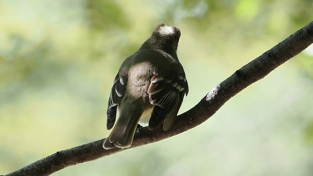 White-crested Elaenia - ML627148041
