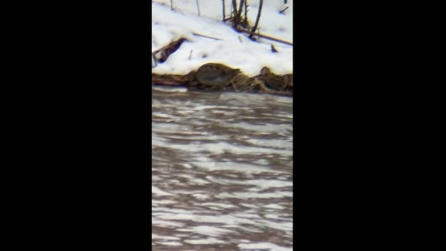 Wilson's Snipe - ML627148129