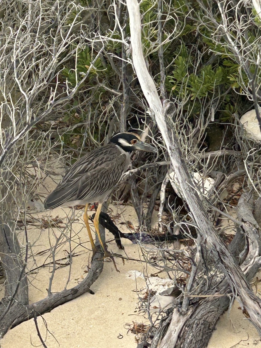 Yellow-crowned Night Heron - ML627148159