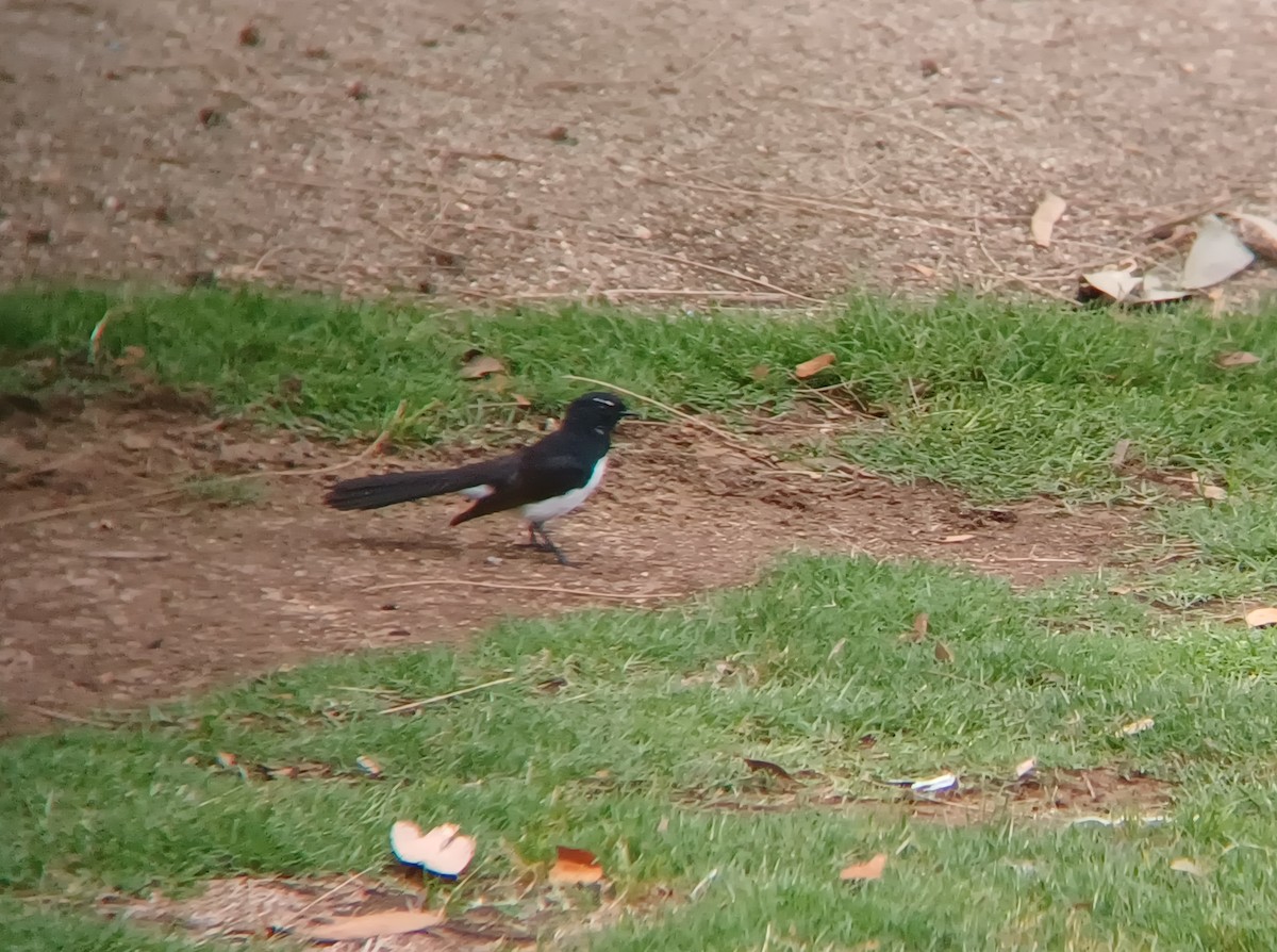 Willie-wagtail - ML627148241
