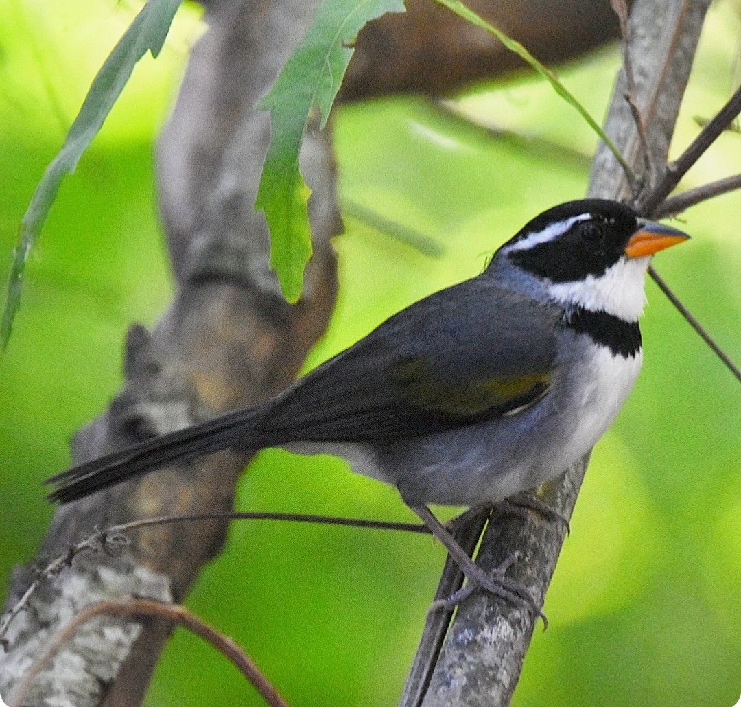 Saffron-billed Sparrow - ML627148289