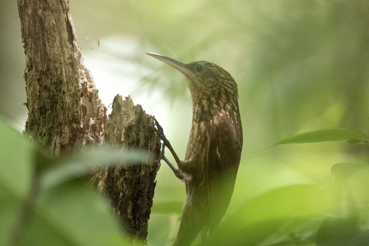 Ceara Woodcreeper - ML627148309