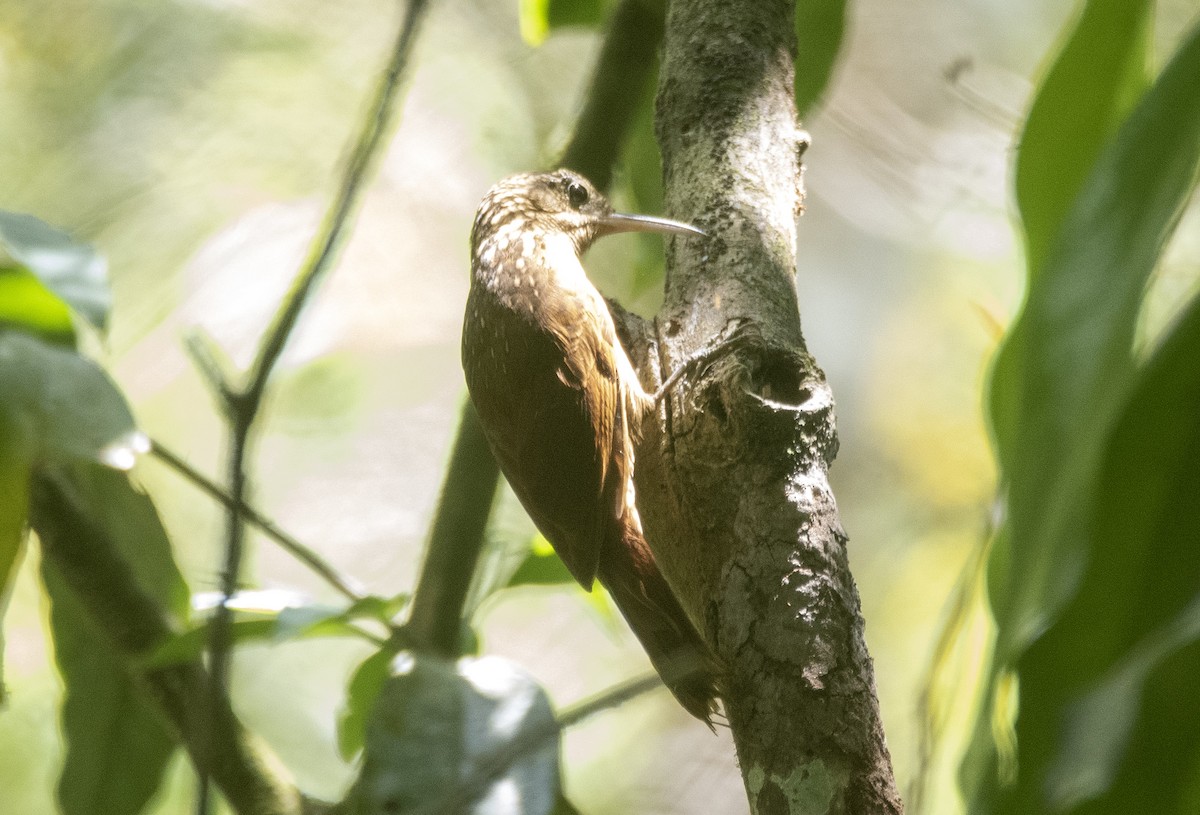Ceara Woodcreeper - ML627148312