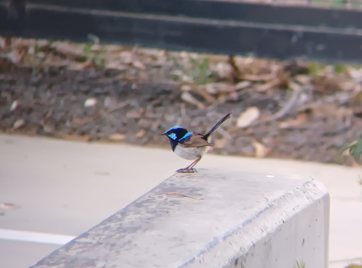 Superb Fairywren - ML627148322
