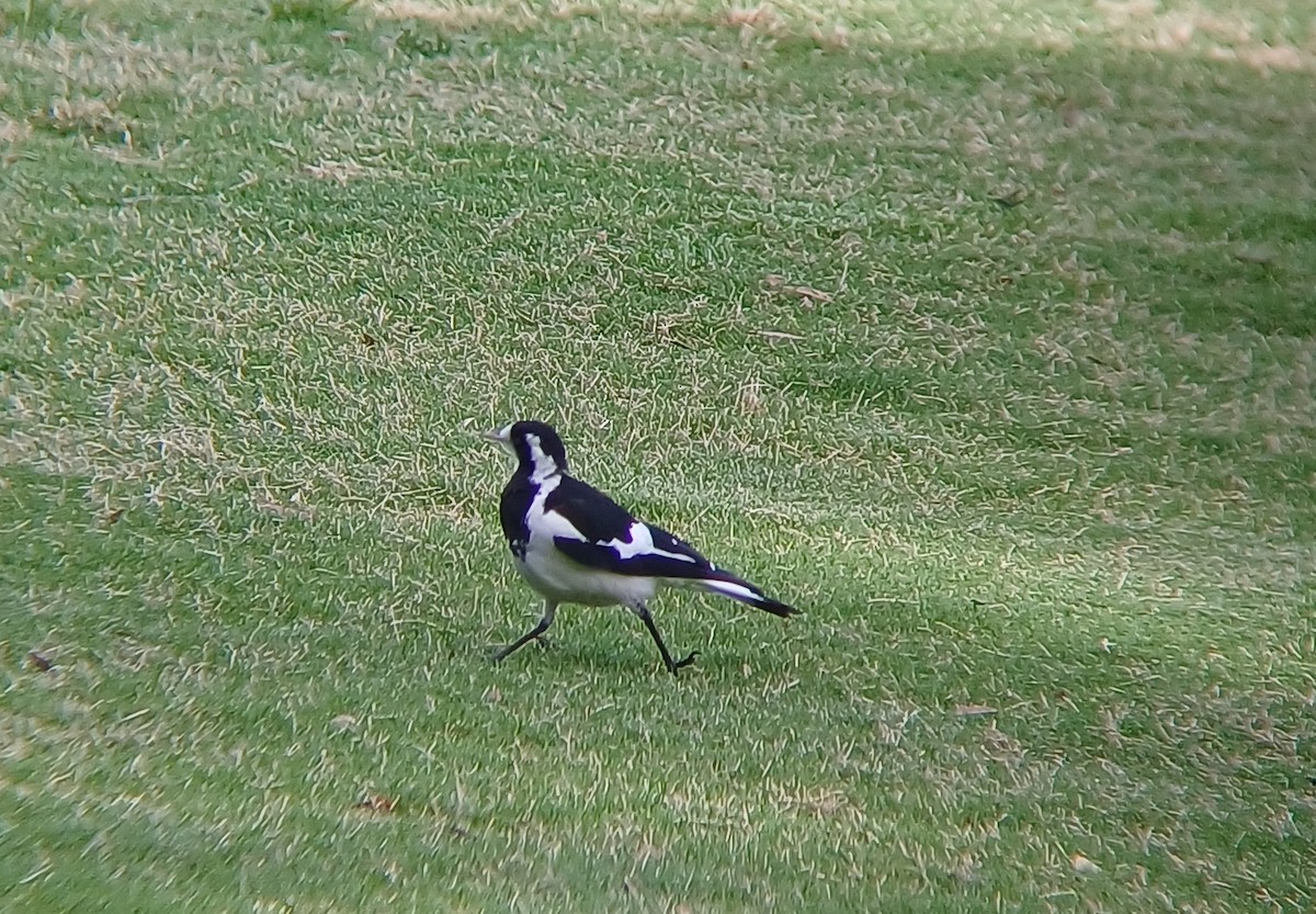 Magpie-lark - ML627148352