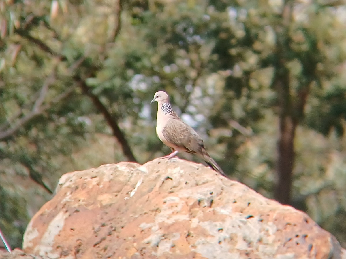 Spotted Dove - ML627148410