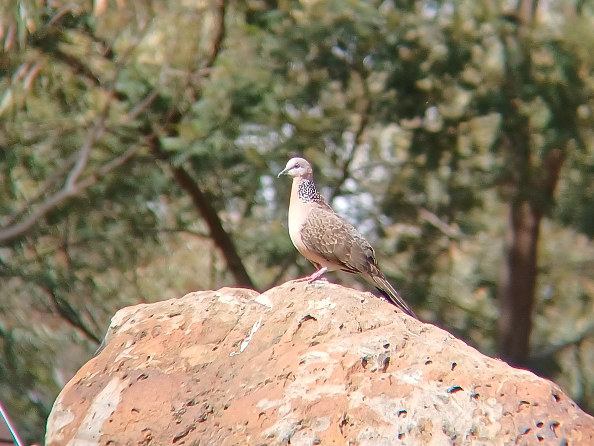 Spotted Dove - ML627148411