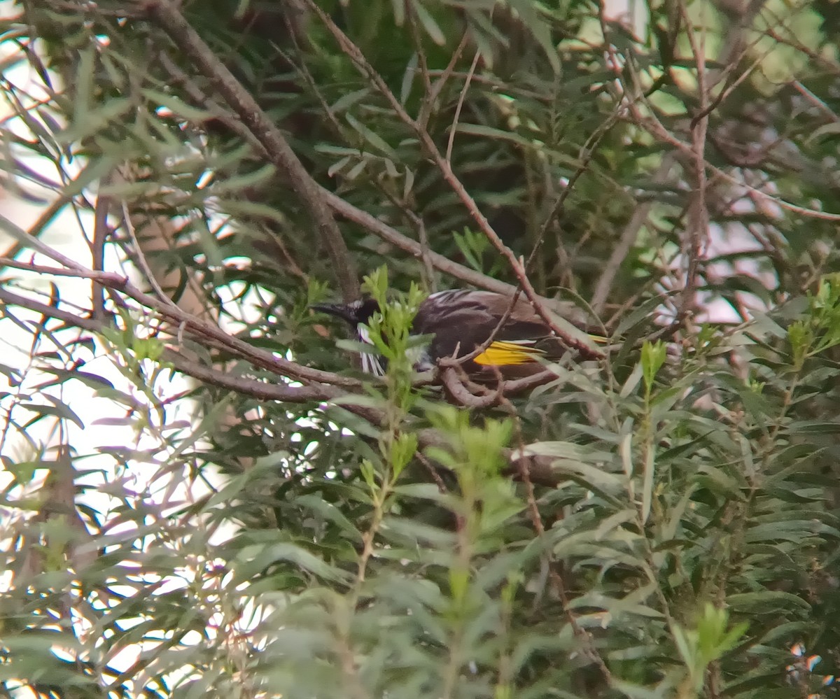 New Holland Honeyeater - ML627148544