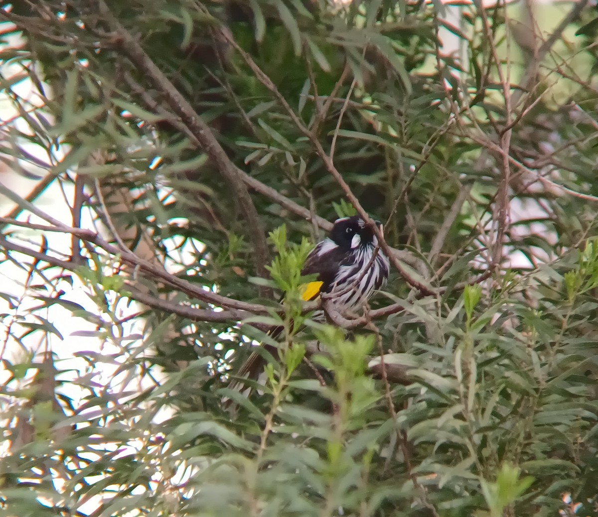 New Holland Honeyeater - ML627148545