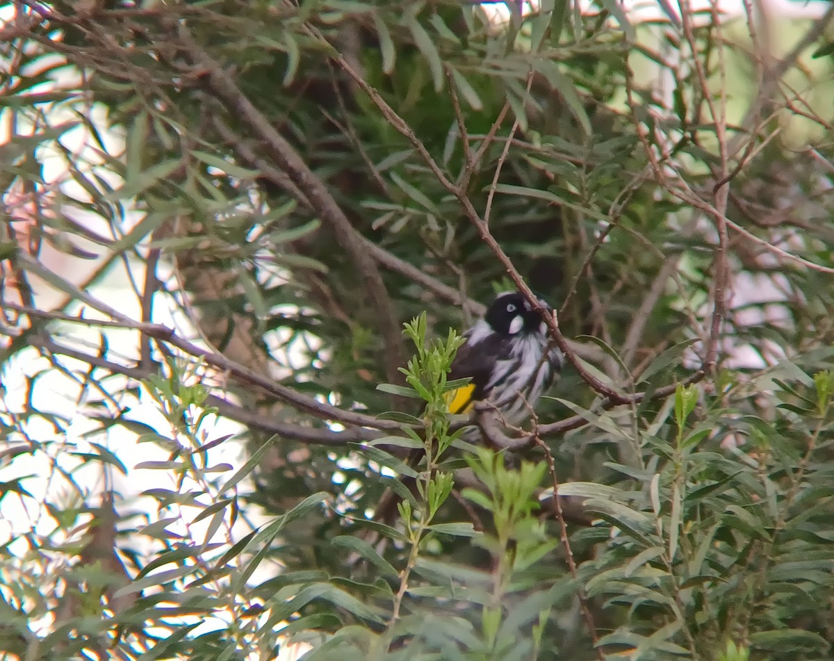 New Holland Honeyeater - ML627148546