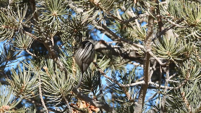 Bushtit - ML627148553