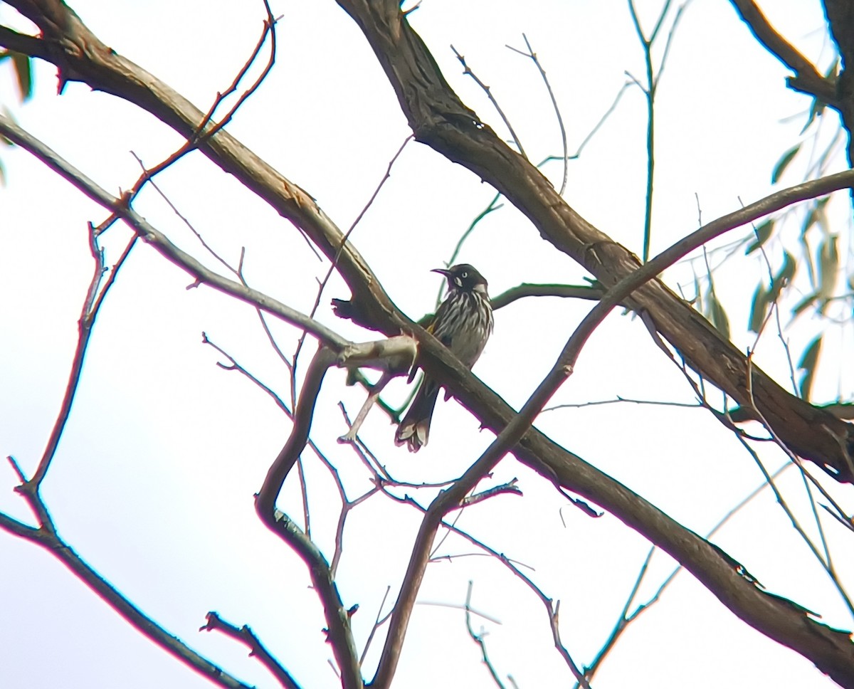 New Holland Honeyeater - ML627148601