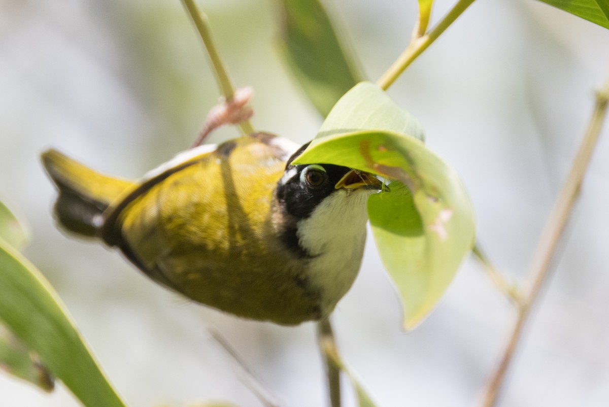 White-throated Honeyeater - ML627148648