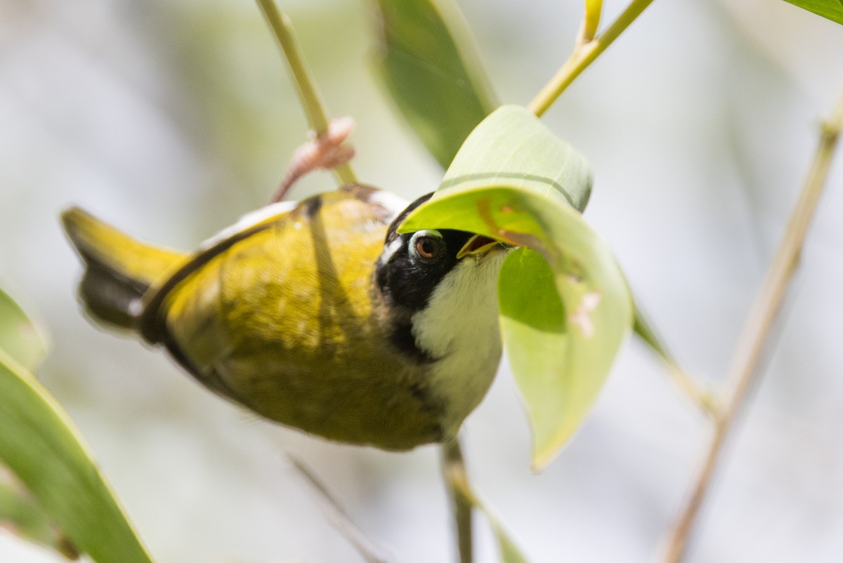 White-throated Honeyeater - ML627148649