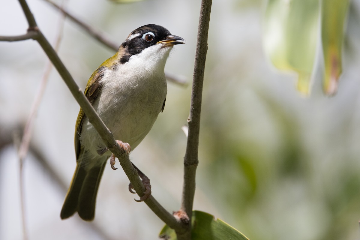 White-throated Honeyeater - ML627148657