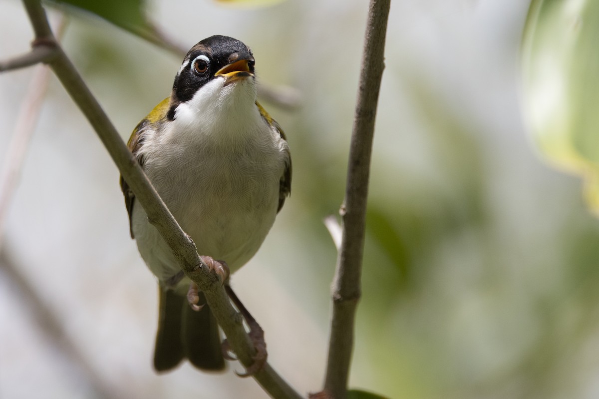 White-throated Honeyeater - ML627148658