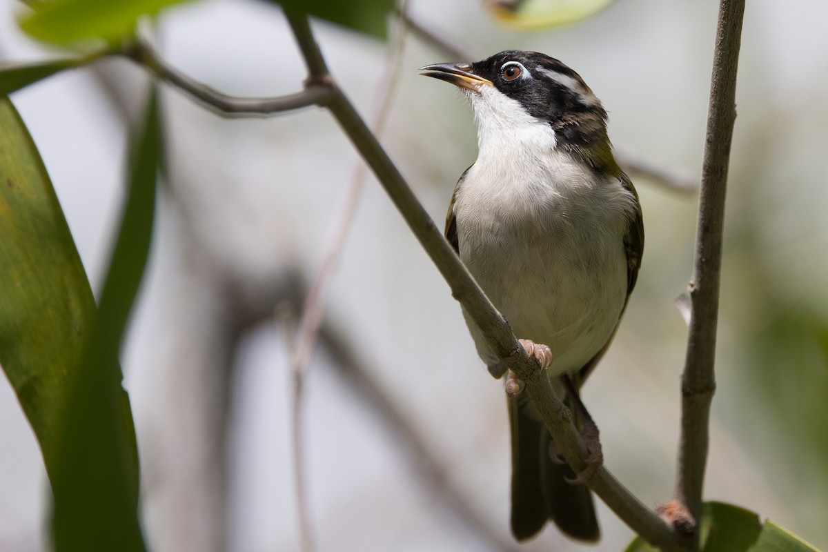 White-throated Honeyeater - ML627148659