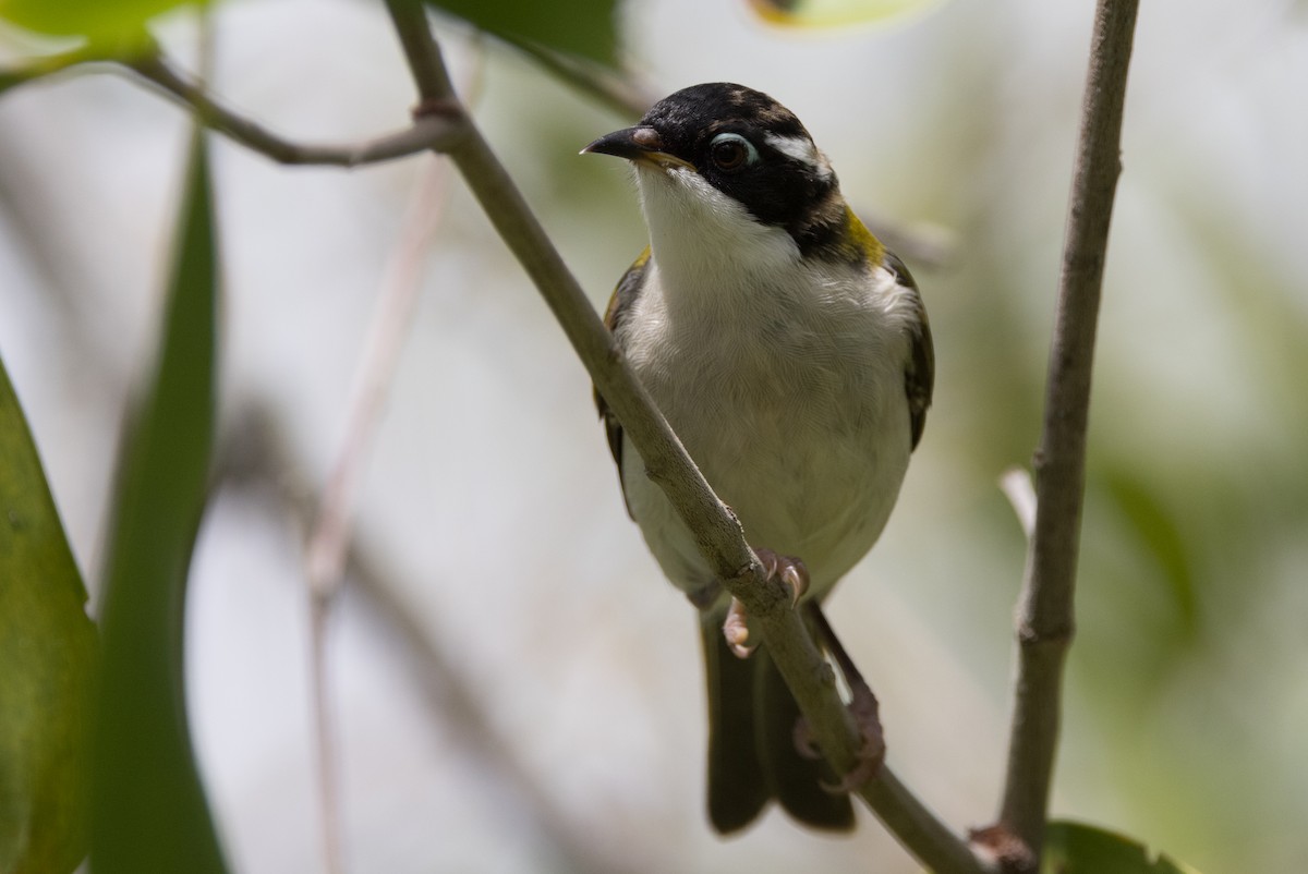 White-throated Honeyeater - ML627148660