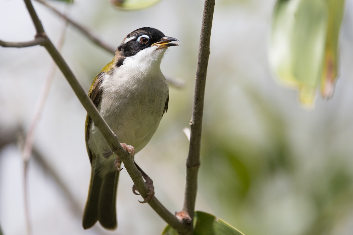 White-throated Honeyeater - ML627148661
