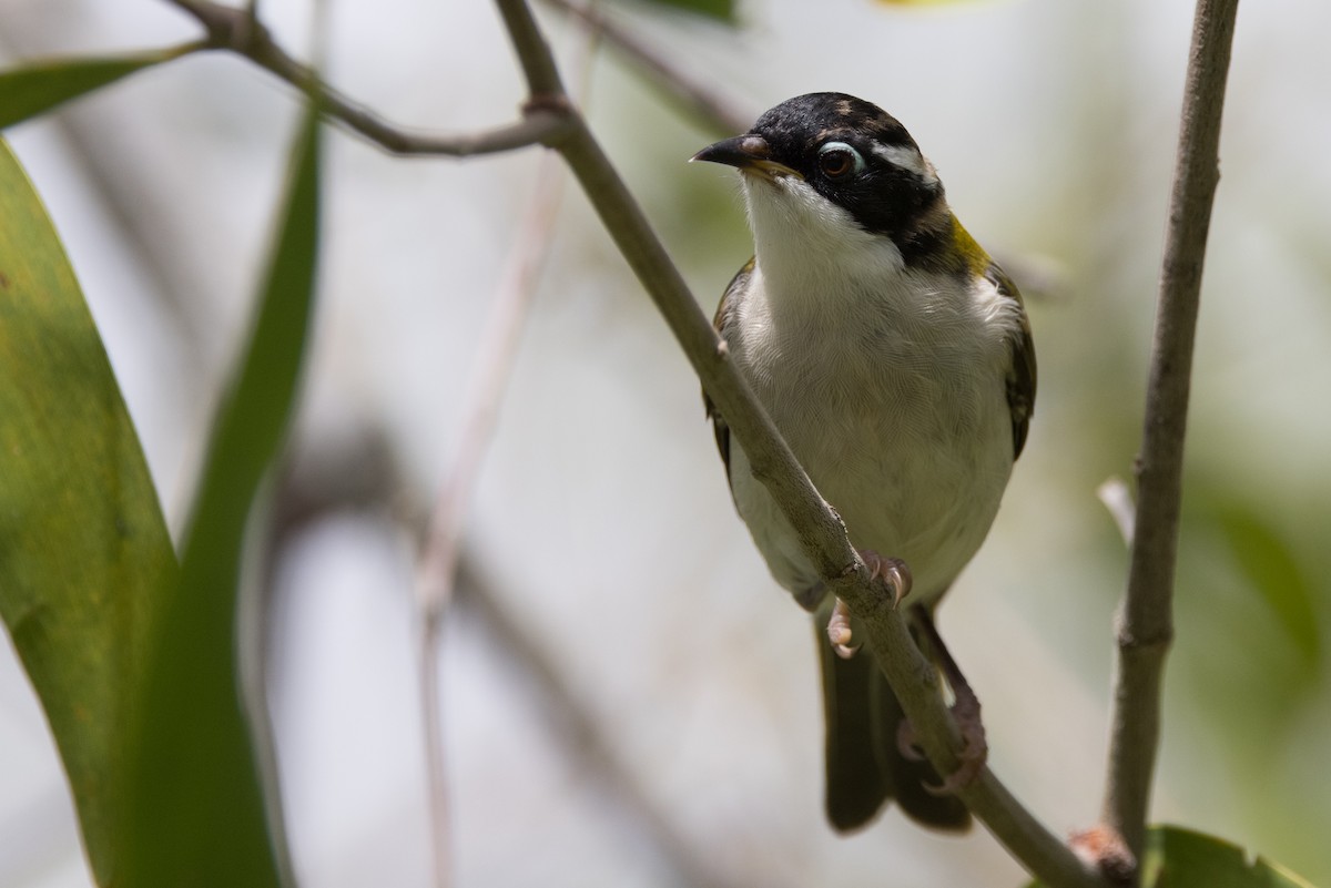 White-throated Honeyeater - ML627148662
