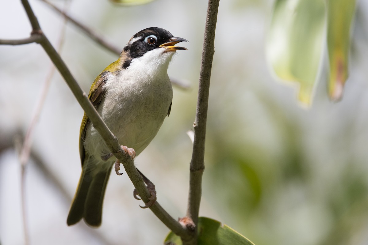 White-throated Honeyeater - ML627148664