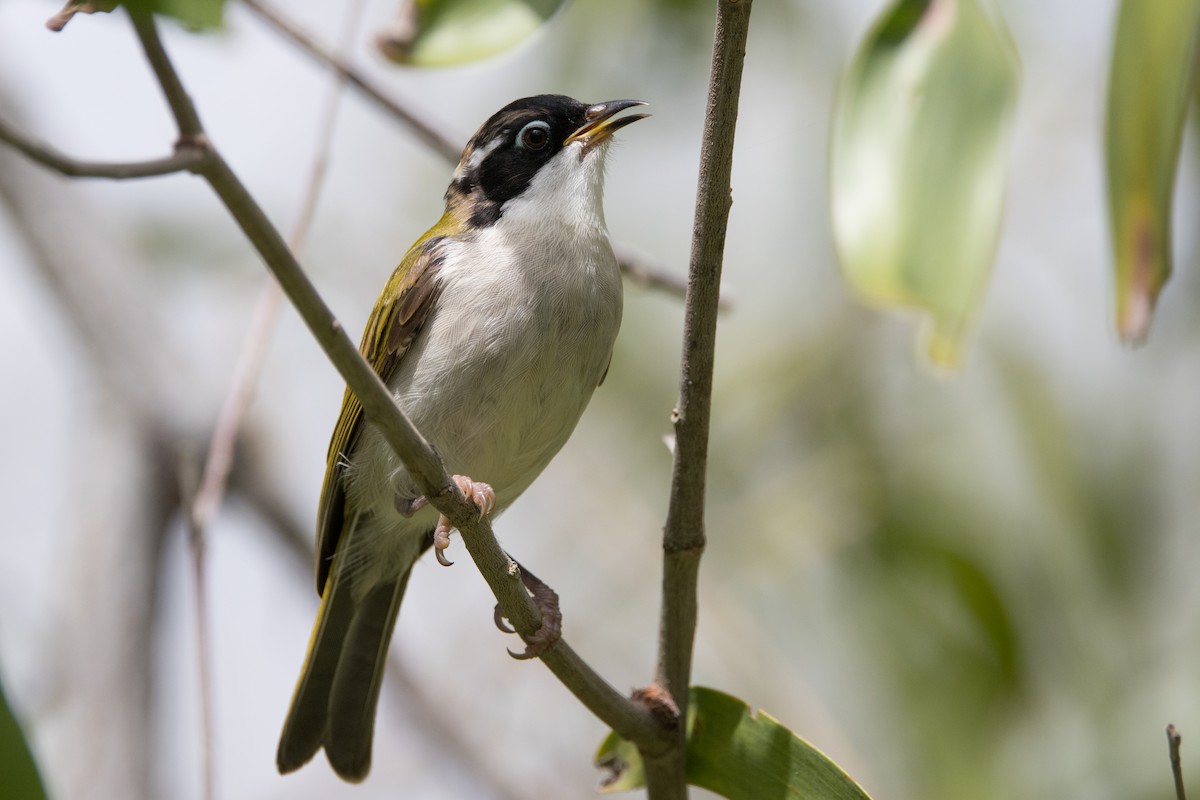White-throated Honeyeater - ML627148665