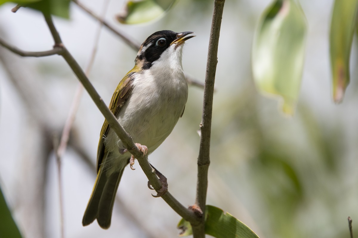 White-throated Honeyeater - ML627148666