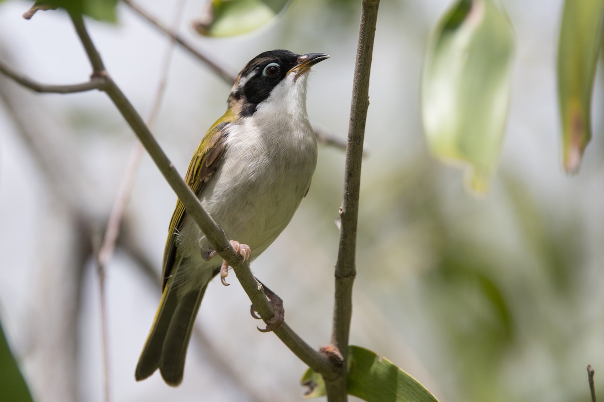 White-throated Honeyeater - ML627148667