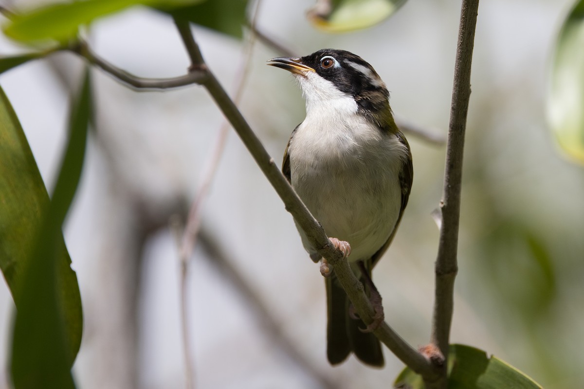 White-throated Honeyeater - ML627148669