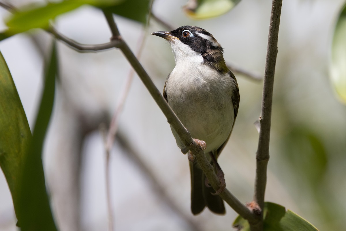 White-throated Honeyeater - ML627148672