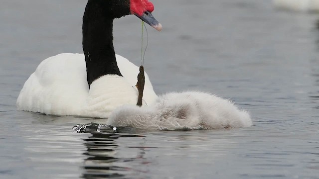 Black-necked Swan - ML627148776