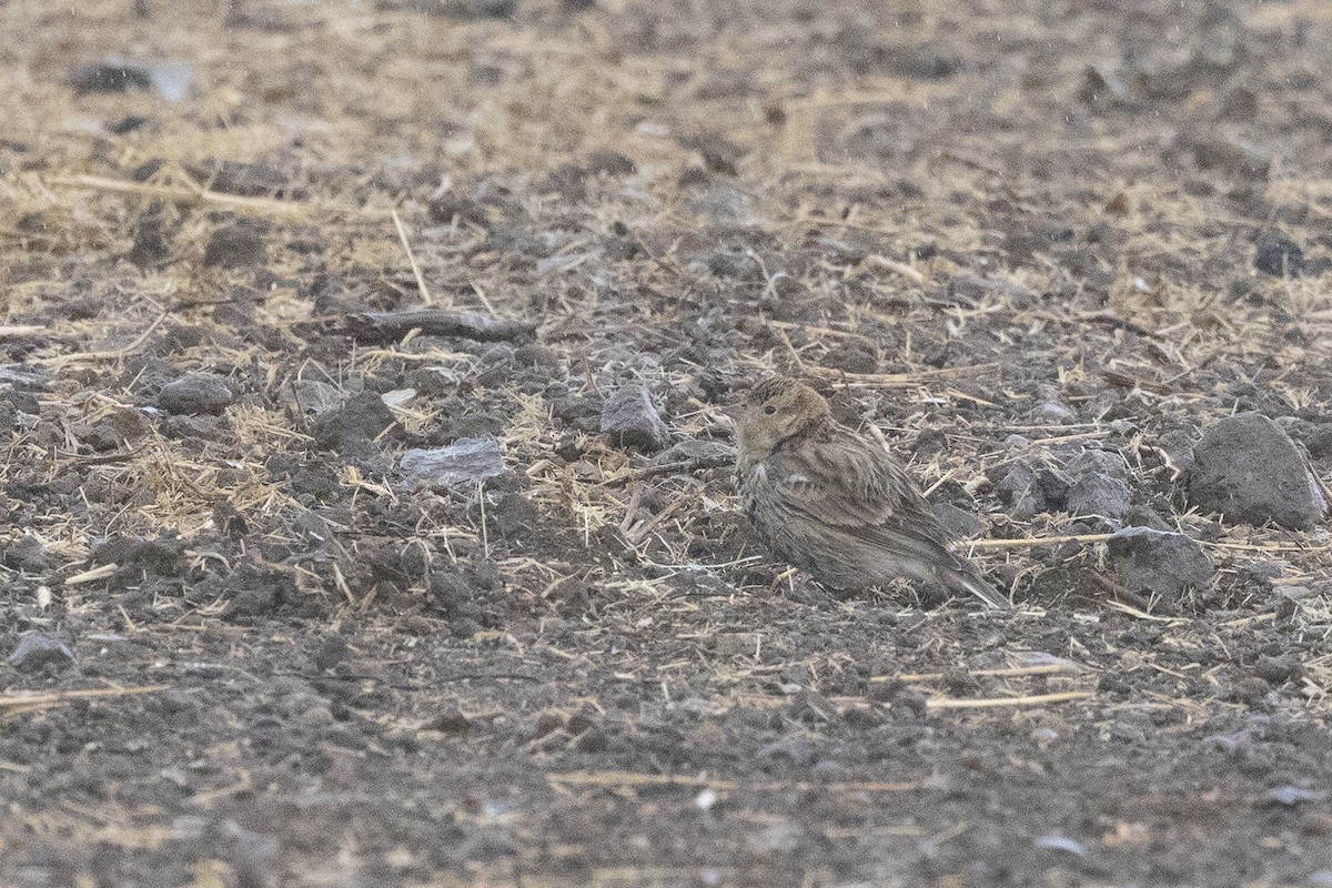 Chestnut-collared Longspur - ML627148820