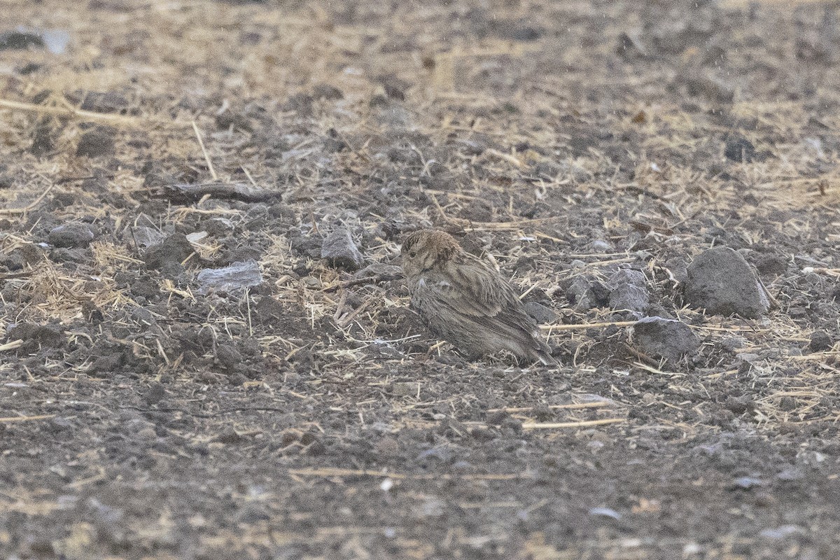 Chestnut-collared Longspur - ML627148821